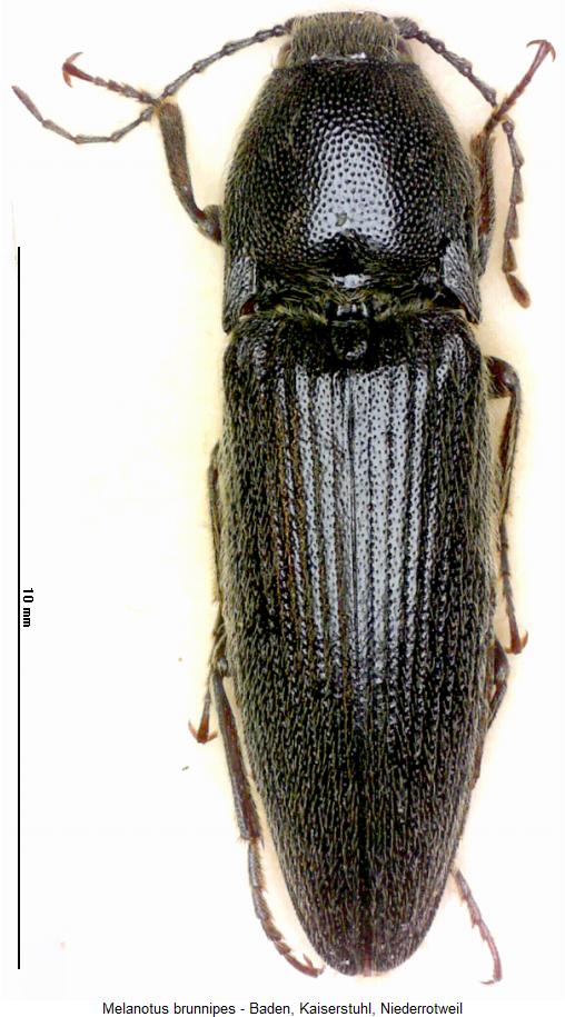 melanotus_brunnipes_hab.jpg