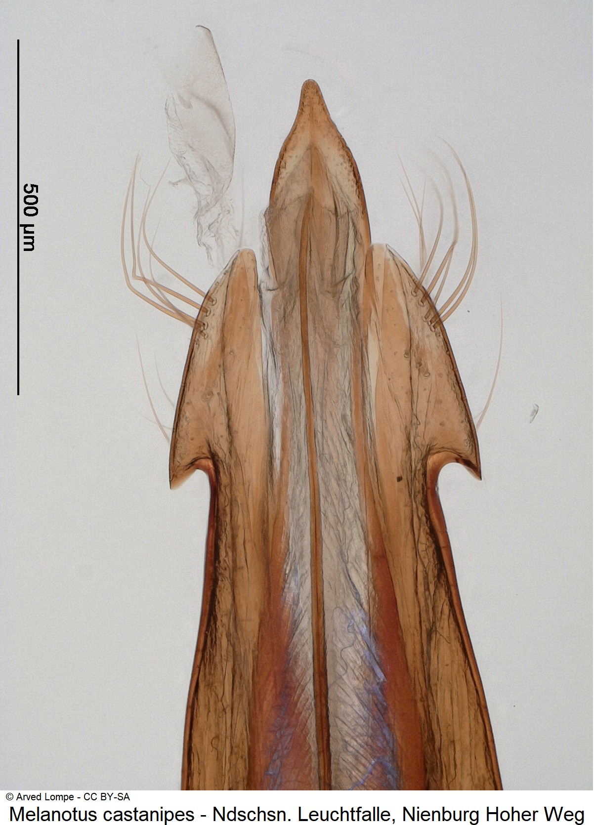 melanotus_castanipes_ck35981497_pen.jpg