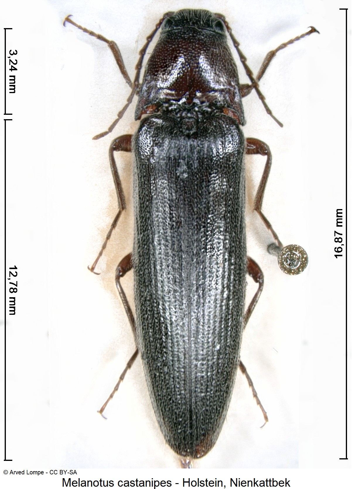 melanotus_castanipes_ck6906_hab.jpg