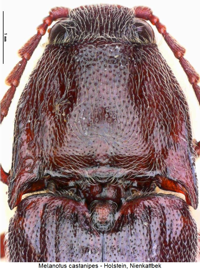 melanotus_castanipes_hsch.jpg