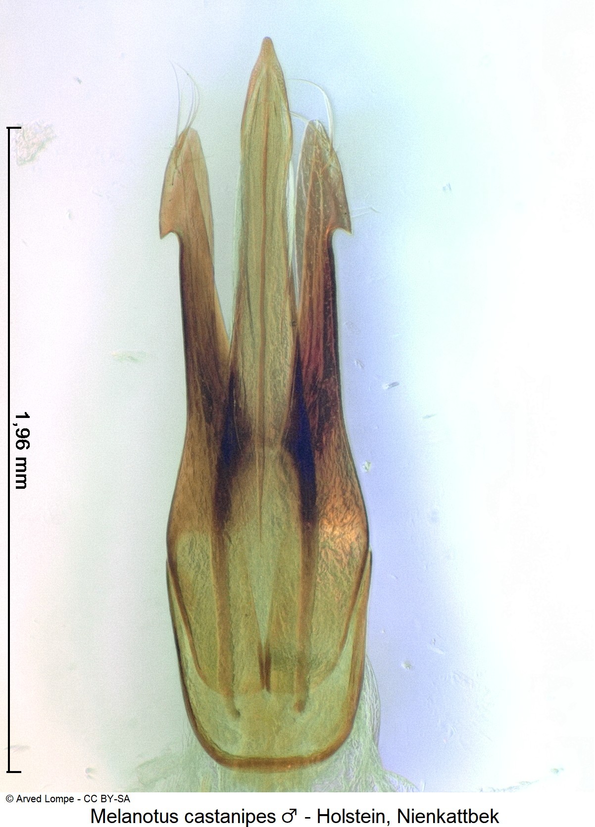 melanotus_castanipes_m_ck6906.jpg