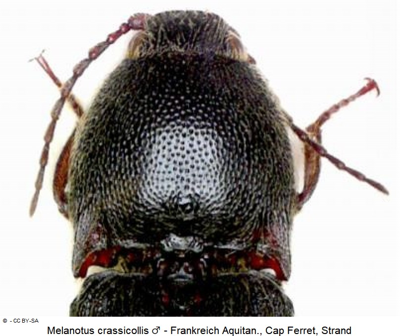 melanotus_crassicollis_m_ck30882306_vk.jpg