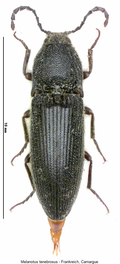 melanotus_tenebrosus_hab.jpg