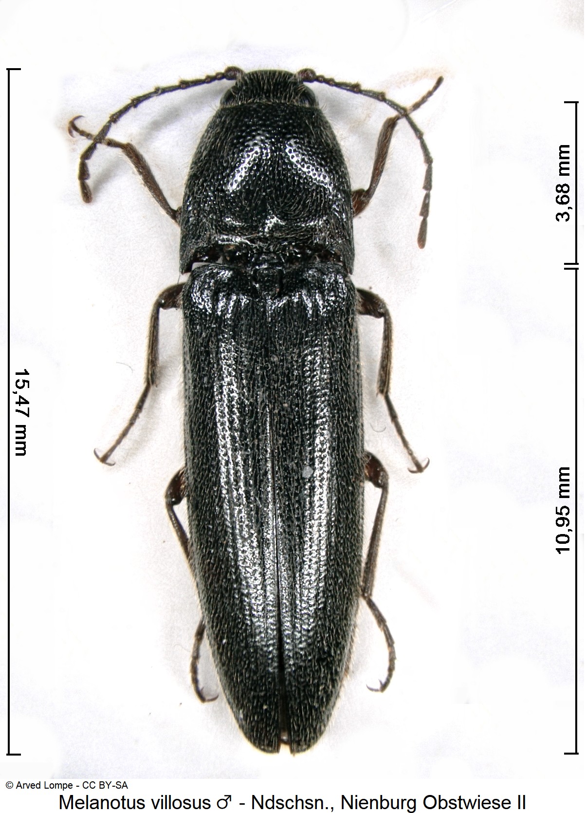 melanotus_villosus_m_ck18747_hab.jpg