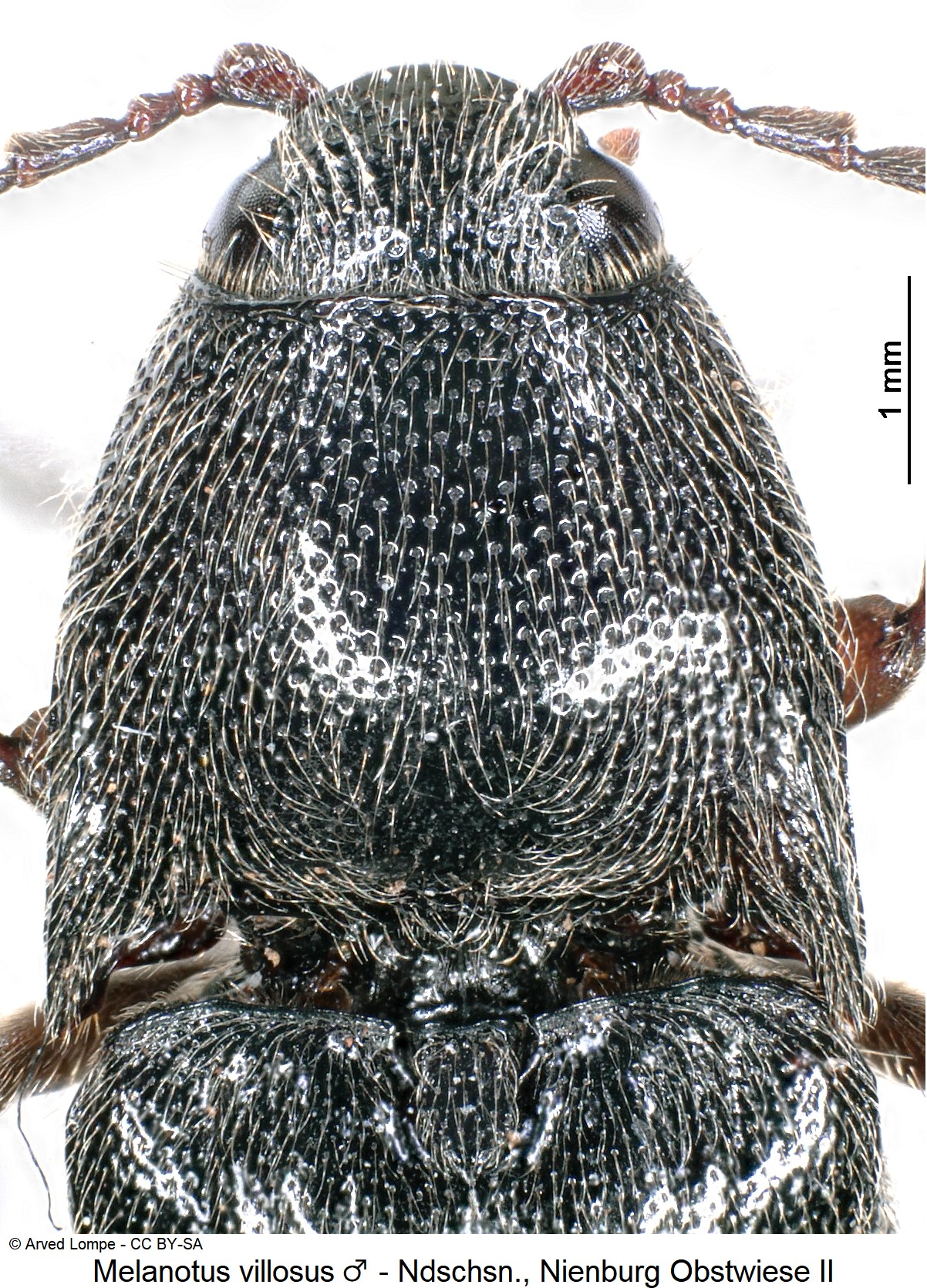 melanotus_villosus_m_ck18747_vk.jpg