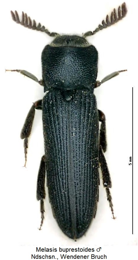 melasis_buprestoides_hab.jpg