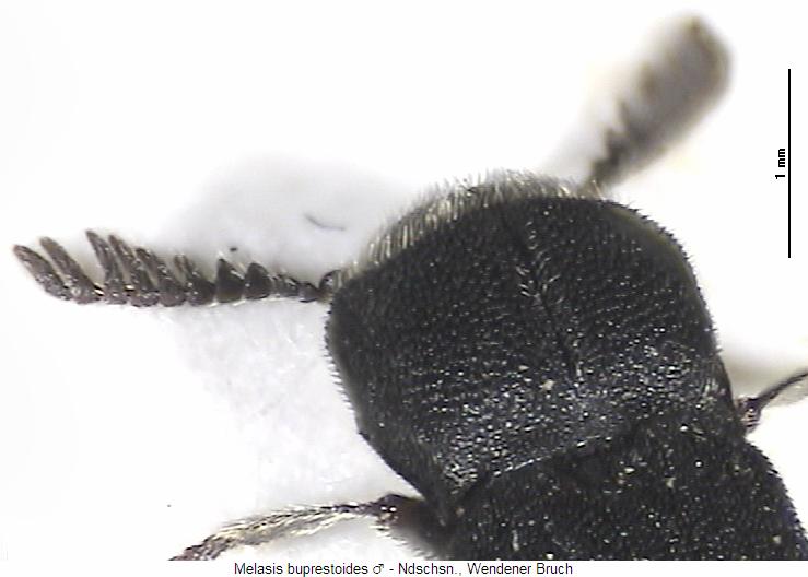 melasis_buprestoides_m_hsch.jpg