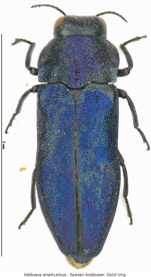 meliboeus_amethystinus_hab.jpg