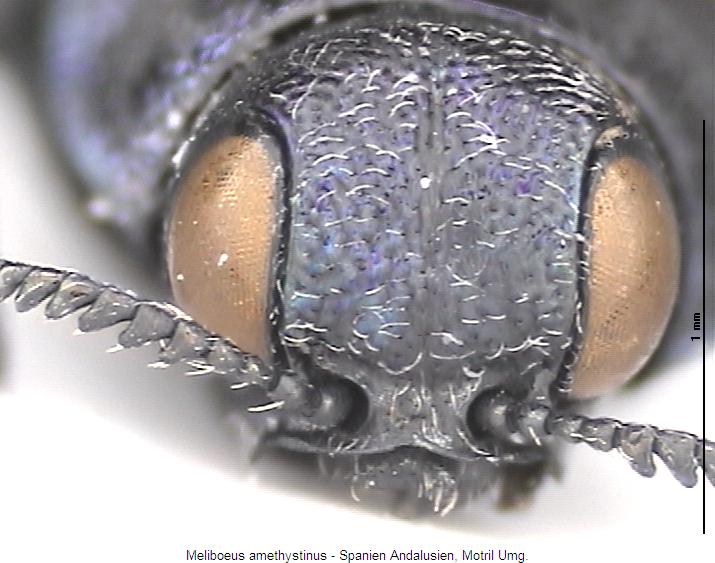 meliboeus_amethystinus_k.jpg