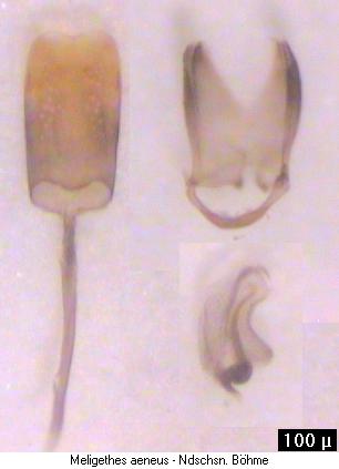 meligethes_aeneus.jpg