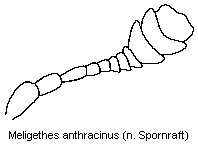 meligethes_anthracinus_f.gif