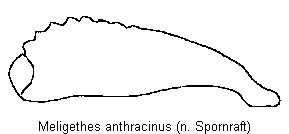 meligethes_anthracinus_vschn.gif