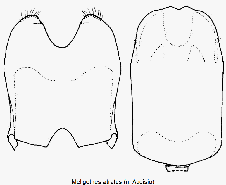 meligethes_atratus1.gif