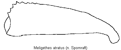 meligethes_atratus_vschn.gif