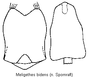 meligethes_bidens.gif
