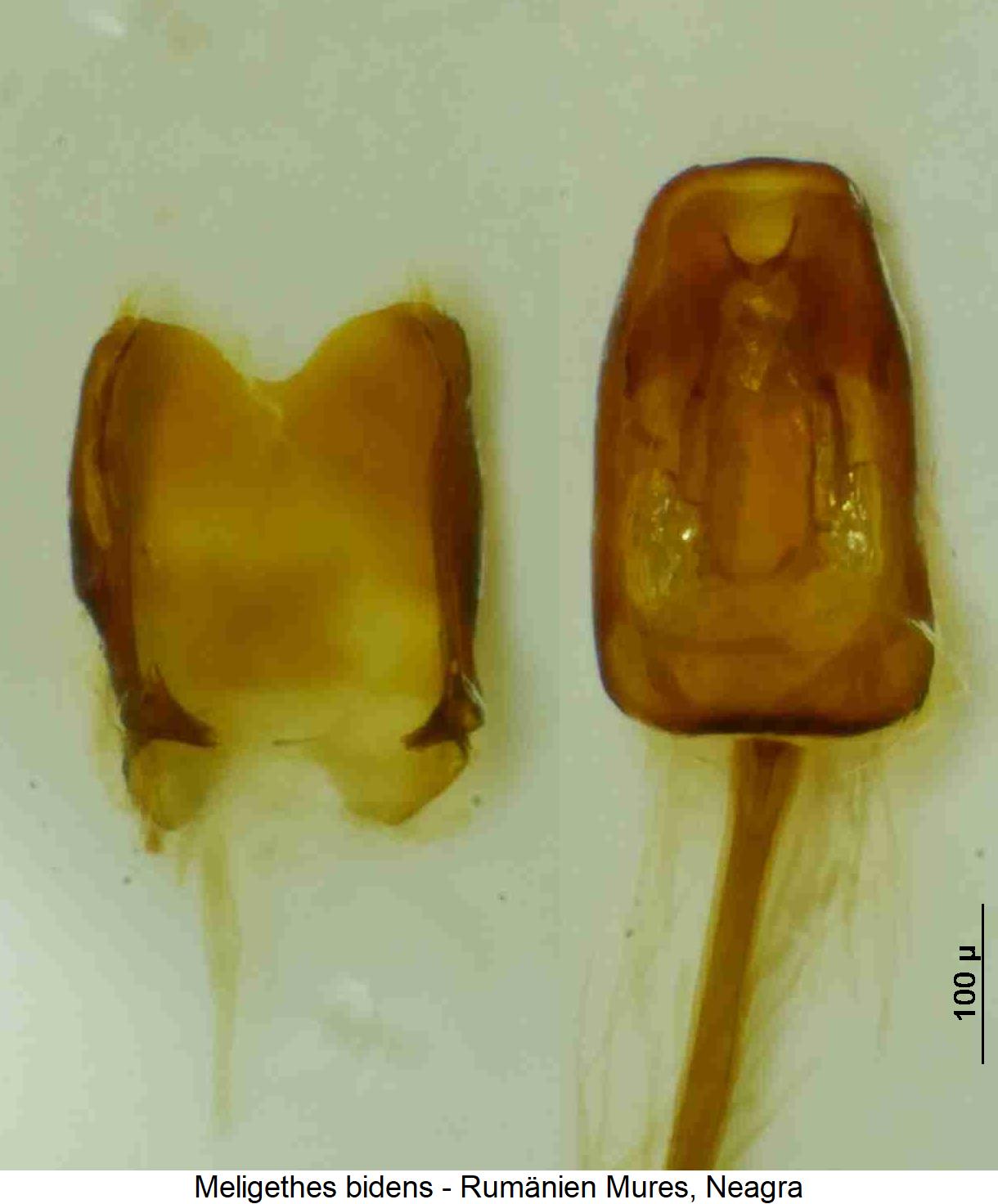 meligethes_bidens.jpg