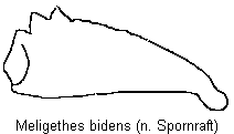meligethes_bidens_vschn.gif