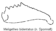 meligethes_bidentatus_vschn.gif