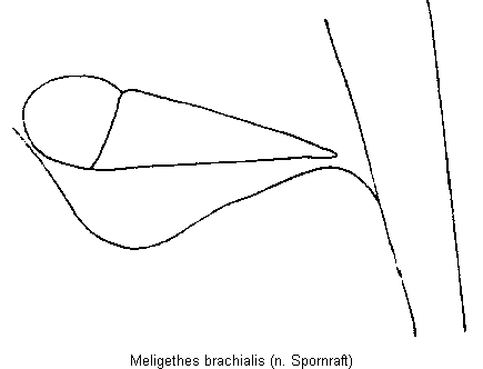 meligethes_brachialis_us.gif