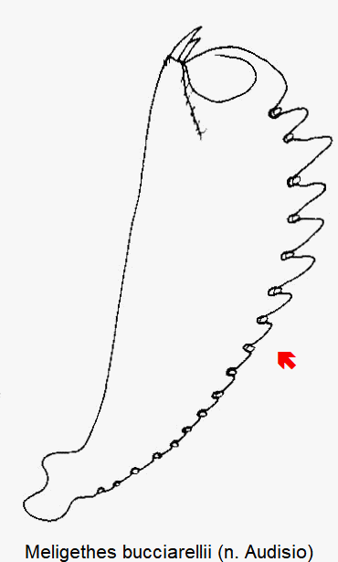 meligethes_bucciarellii_vschn.gif