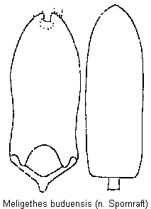meligethes_buduensis.gif