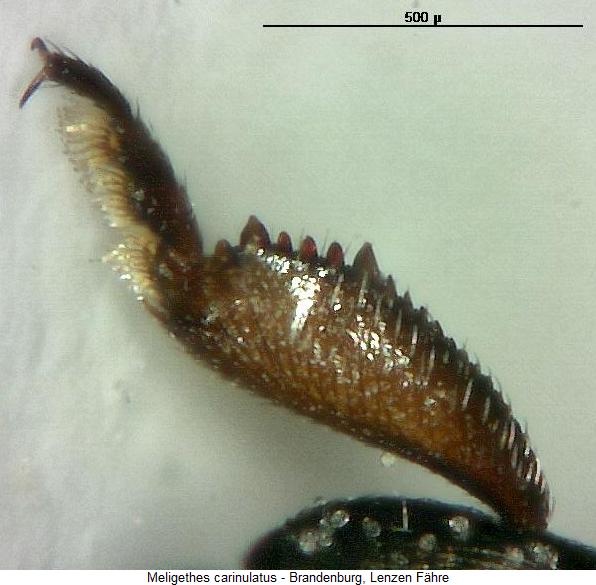 meligethes_carinulatus_vschn.jpg