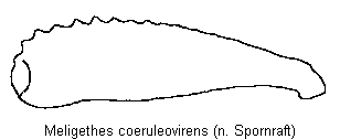 meligethes_coeruleovirens_vschn.gif
