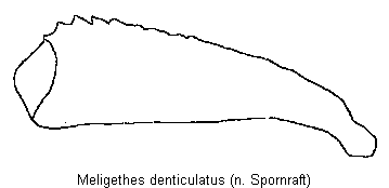 meligethes_denticulatus_vschn.gif