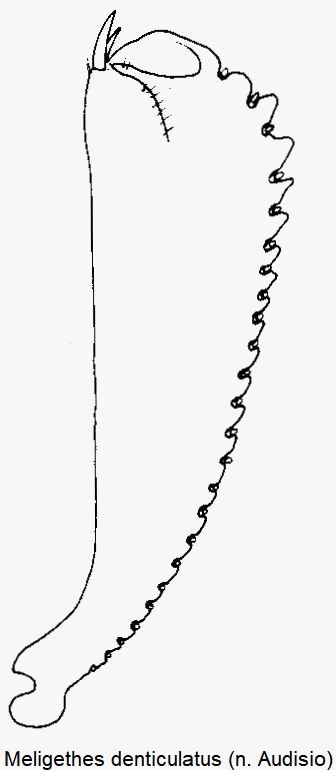 meligethes_denticulatus_vschn1.gif