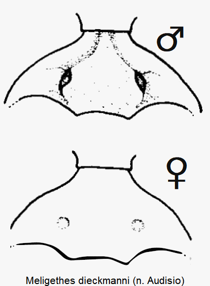 meligethes_dieckmanni_hbr.gif