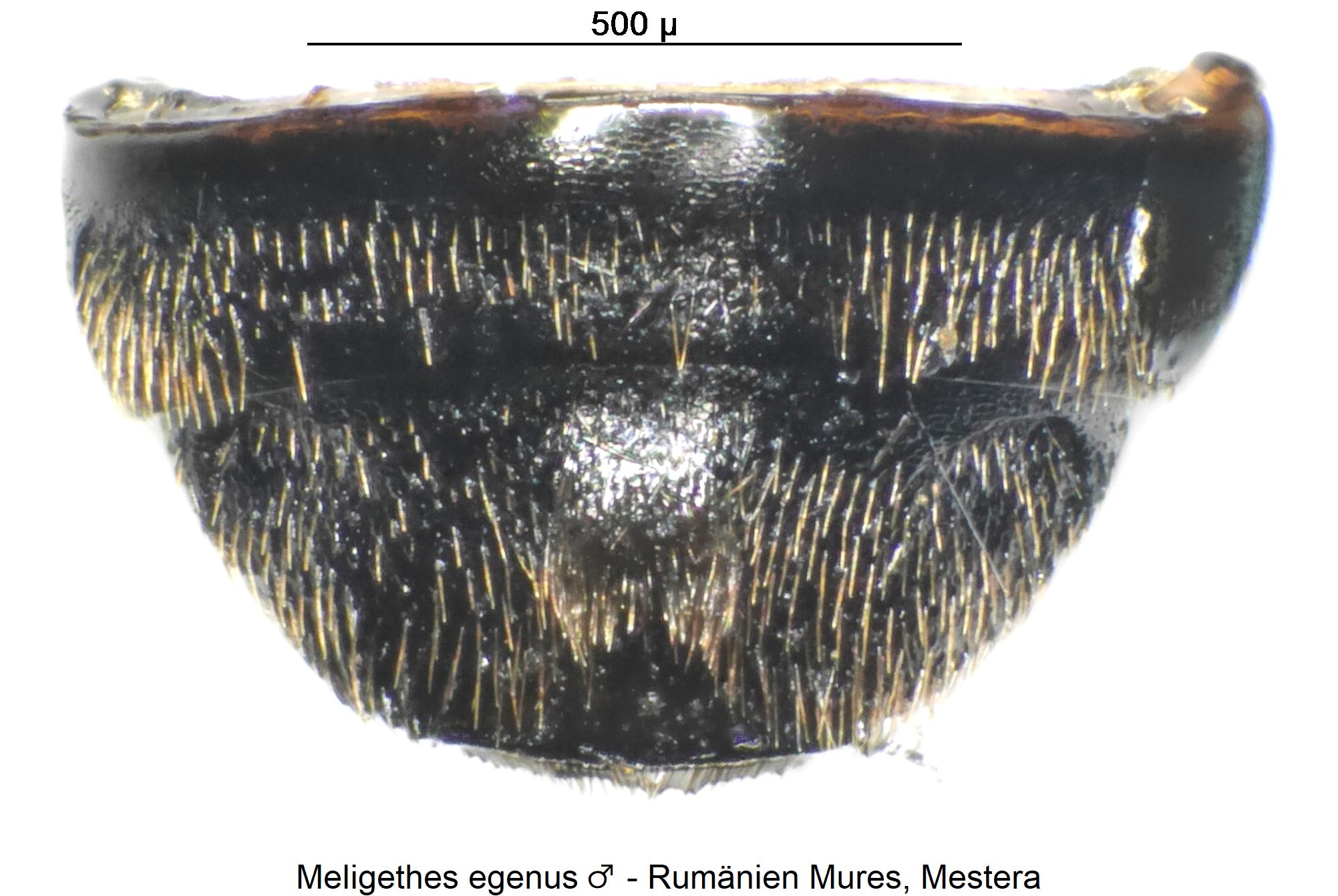 meligethes_egenus_m_abd.jpg