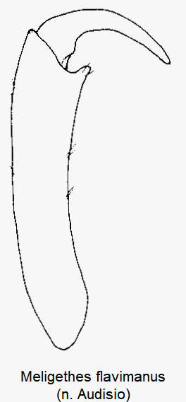 meligethes_flavimanus_klauen.gif