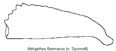 meligethes_flavimanus_vschn.gif