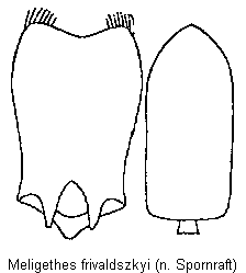 meligethes_frivaldszkyi.gif
