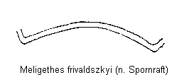 meligethes_frivaldszkyi_ksch.gif