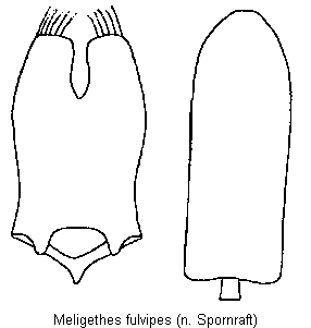 meligethes_fulvipes.gif