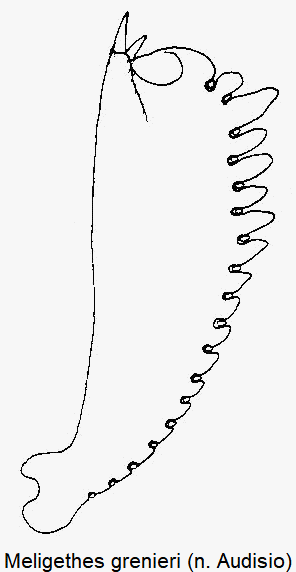 meligethes_grenieri_vschn.gif