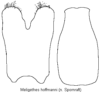 meligethes_hoffmanni.gif