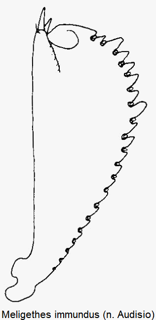 meligethes_immundus_vschn.gif