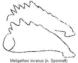meligethes_incanus_vschn.gif