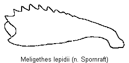 meligethes_lepidii_vschn.gif