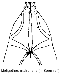 meligethes_matronalis_ovip.gif