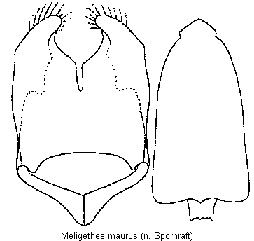 meligethes_maurus.gif