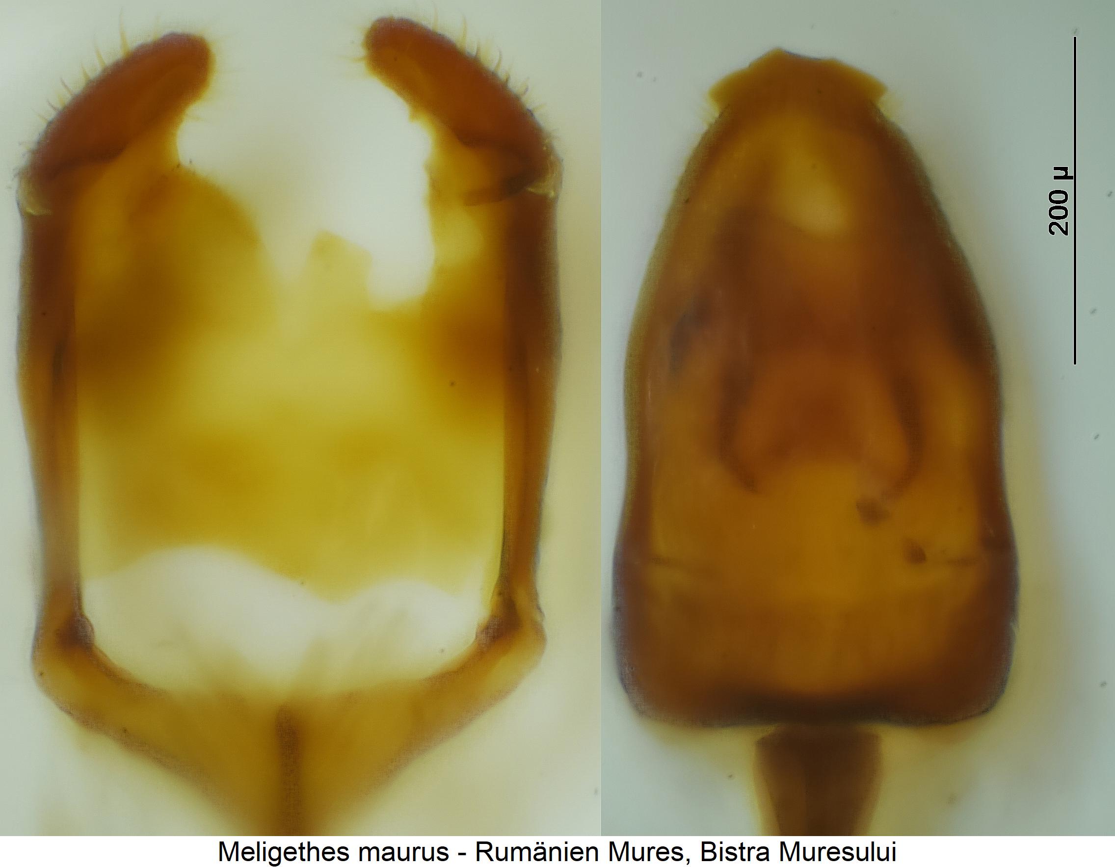 meligethes_maurus.jpg