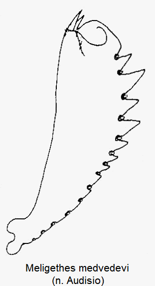 meligethes_medvedevi_vschn.gif