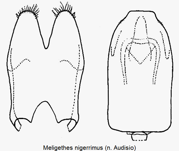 meligethes_nigerrimus.gif