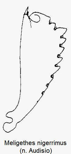 meligethes_nigerrimus_vschn.gif