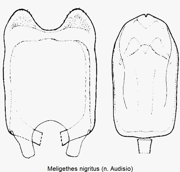 meligethes_nigritus.gif