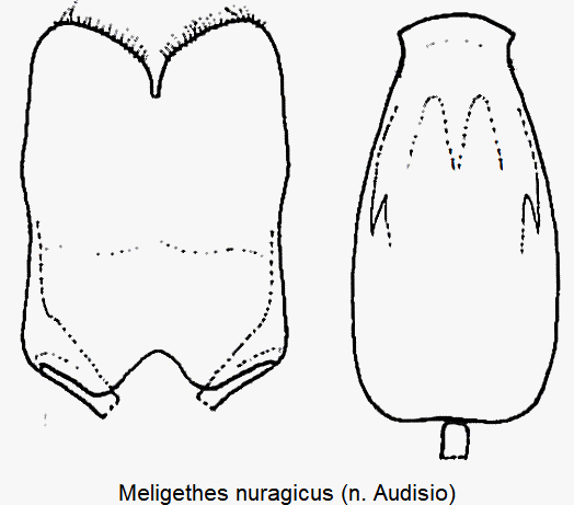 meligethes_nuragicus.gif