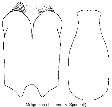 meligethes_obscurus.gif